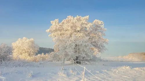 Frozen trees - frozen landscape
