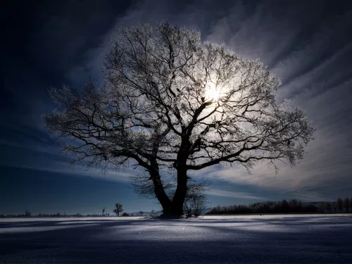 Der Baum - Dark Light