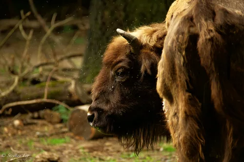 Wisent