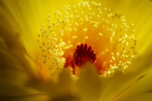 Summer colours - Sommerfarben - mit PiP