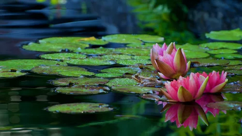 Alone But Not Lonely