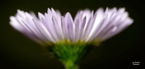 Berufskraut aus einer anderen Perspektive