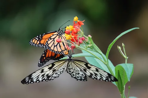 Naturospace de Honfleur