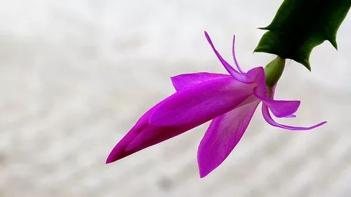 Juste dans les temps ...