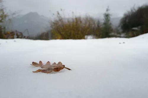Ponga Nat. Park, Picos de Europa
