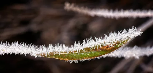 ......na,bei diesen Temperaturen kann es einen schon mal die Haare aufstellen......