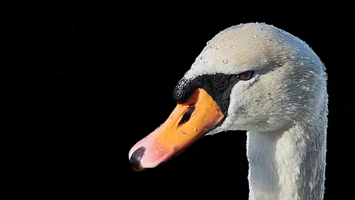 Ich hab Dich im Blick