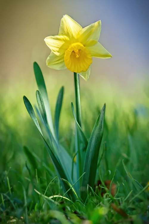 ...........die Narzisse im Sonnenlicht....................the daffodil in the sunlight....................la jonquille au soleil........