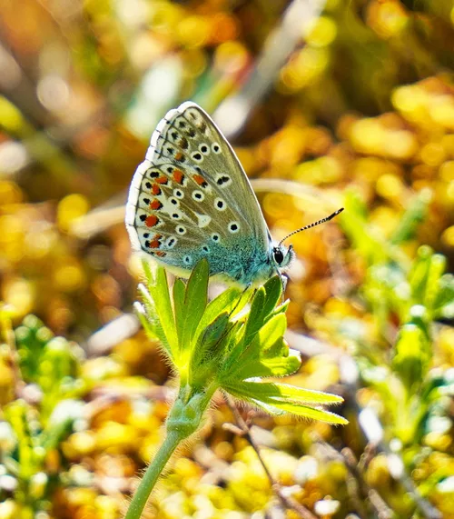 Die Bläulinge fliegen wieder - The blue butterflies are flying again
