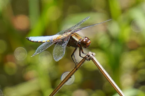 Elegante Flugkünstler - Elegant flying artists