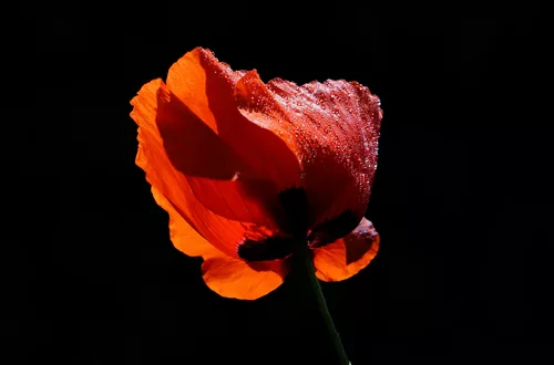 Vollmohn