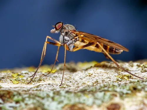 Gemeine Schnepfenfliege (PiP)