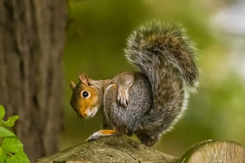 Squirrel