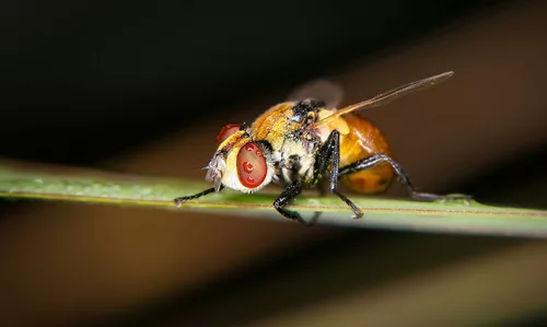 Ich hätte das letzte Bier gestern nicht mehr trinken dürfen :))  I shouldn't have had that last beer yesterday :))  Je n'aurais pas dû boire la dernière bière hier :))