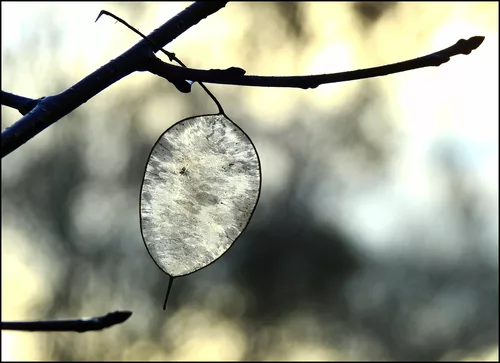 ...let there be light...PiP