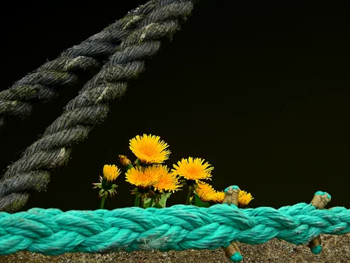 Blumen für Isabel :)