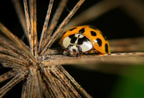 Der Asiatische Marienkäfer (Harmonia axyridis) hat sich nochmals sehen lassen in der Natur :))  The Asian lady beetle (Harmonia axyridis) was once again seen in nature :))  La coccinelle asiatique (Harmonia axyridis) a été vue à nouveau dans la nature