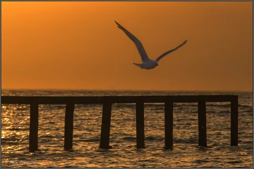 Möwe im Sonnenuntergang