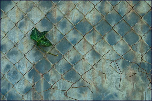 Efeublatt im Maschendraht