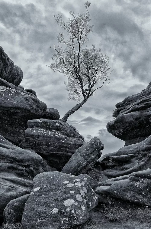 Brimham Rocks ~ Lone Tree sentinel
