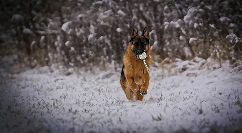 Mein Freund hat immer den größten Spaß mit dem Schnee und seinen Ball :)) My friend always has the most fun with the snow and his ball :)) Mon ami s'amuse toujours le plus avec la neige et sa balle :))