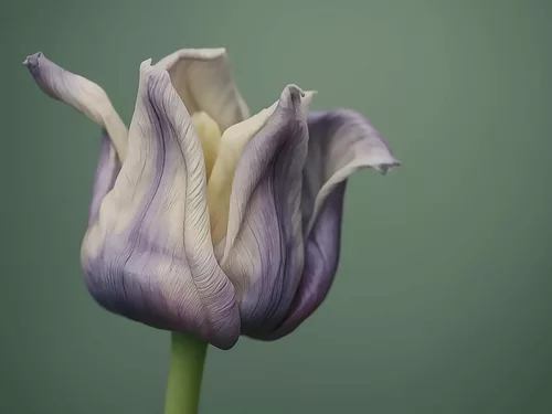 Elegy in Bloom