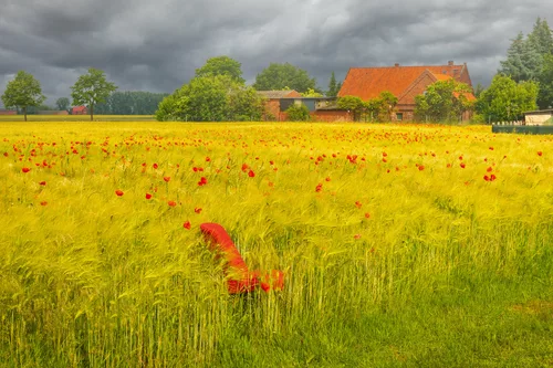 Before the rain comes