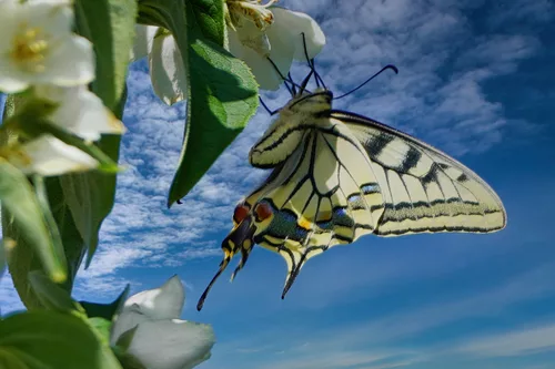 Neulich bei mir im Garten ... The other day in my garden ...
