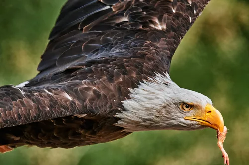 Greifvogel Flugschau beim IP-Treffen in Saarburg