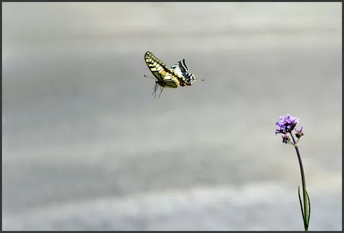 as free as a Butterfly !