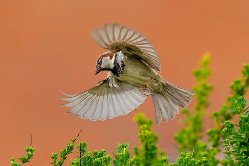 Swooping Sparrow