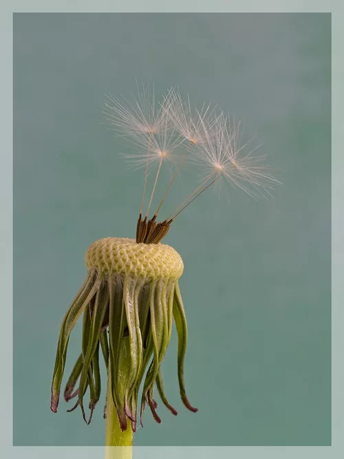 Dandelion Seed Head