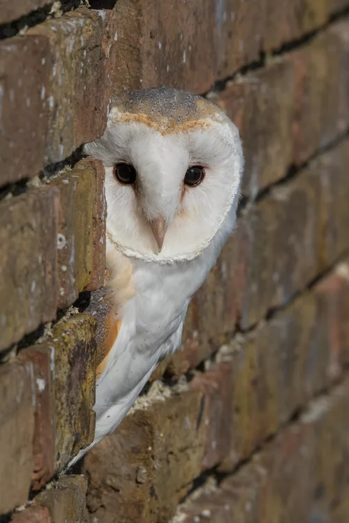 Barn Owl