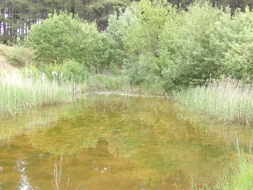 Au parc de Marquenterre (80)