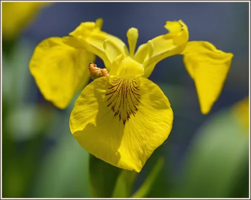 Yellow Iris