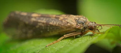 Die Köcherfliege (Trichoptera) am Blatt :)) The caddisfly (Trichoptera) on the leaf :)) La trichoptère (Trichoptera) sur la feuille :))