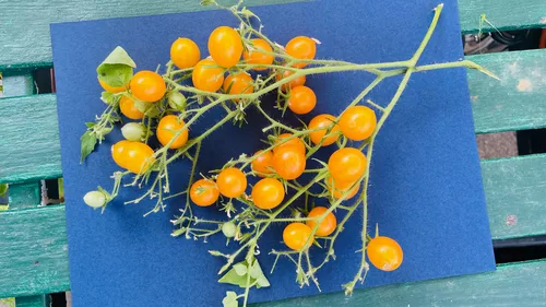 Day 226/365:2026 Yellow Wild-Tomato