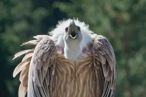 Gänsegeier  ... P.i.P. (© Buelipix)