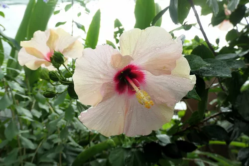 Hibiskusblüte