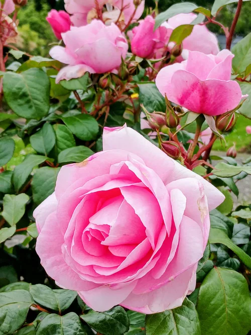 Roses au courtil des senteurs à Quevert (22)